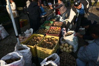 हेलम्बुको किवी काठमाडौंमा: सानो उत्सव, किसानका लागि ठूलो सम्भावना