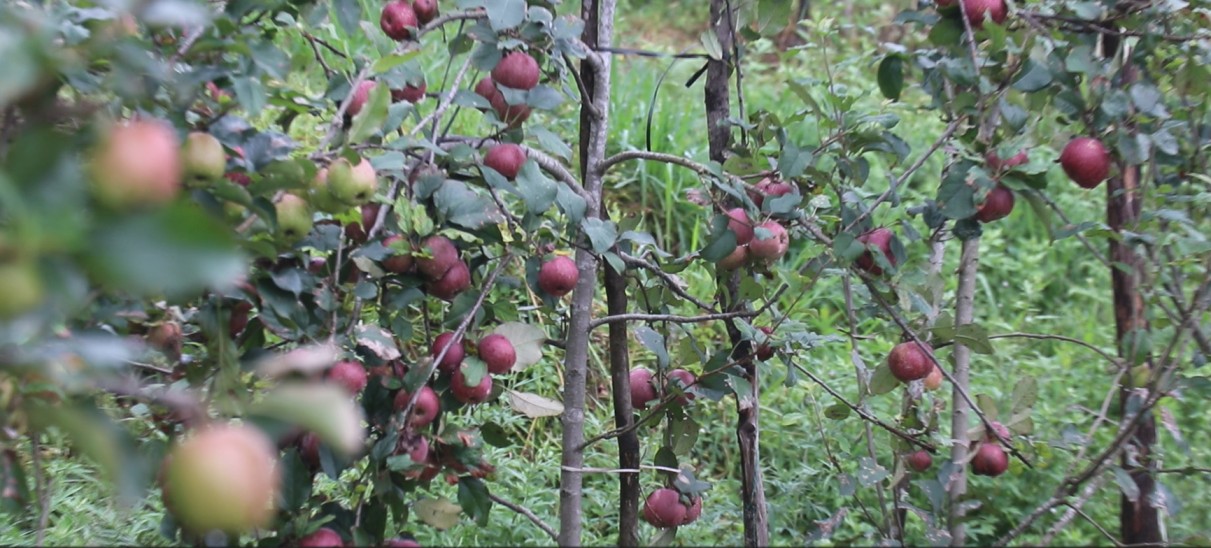 हेलम्बुमा लटरम्मै स्याउ (तस्विरहरु)